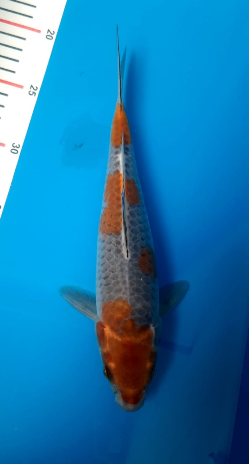 Juara 1