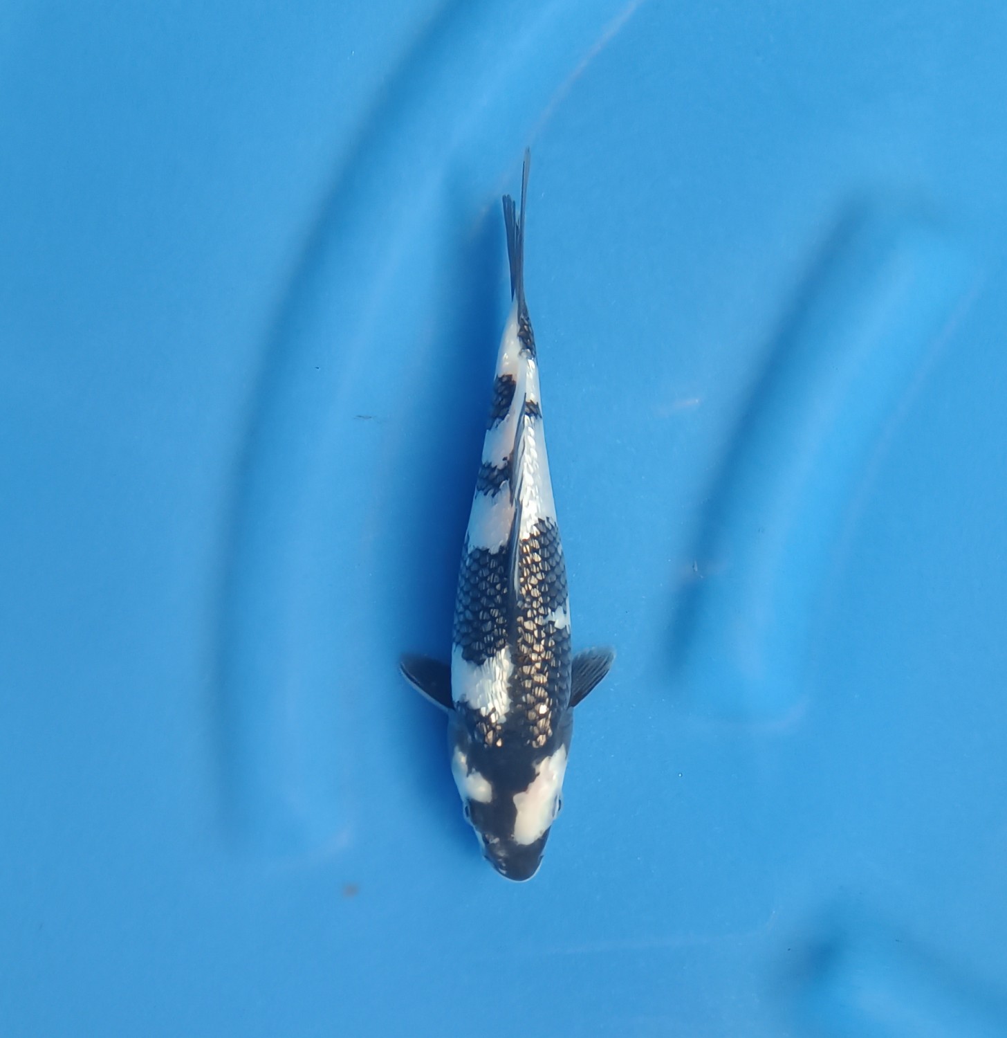 Juara 1