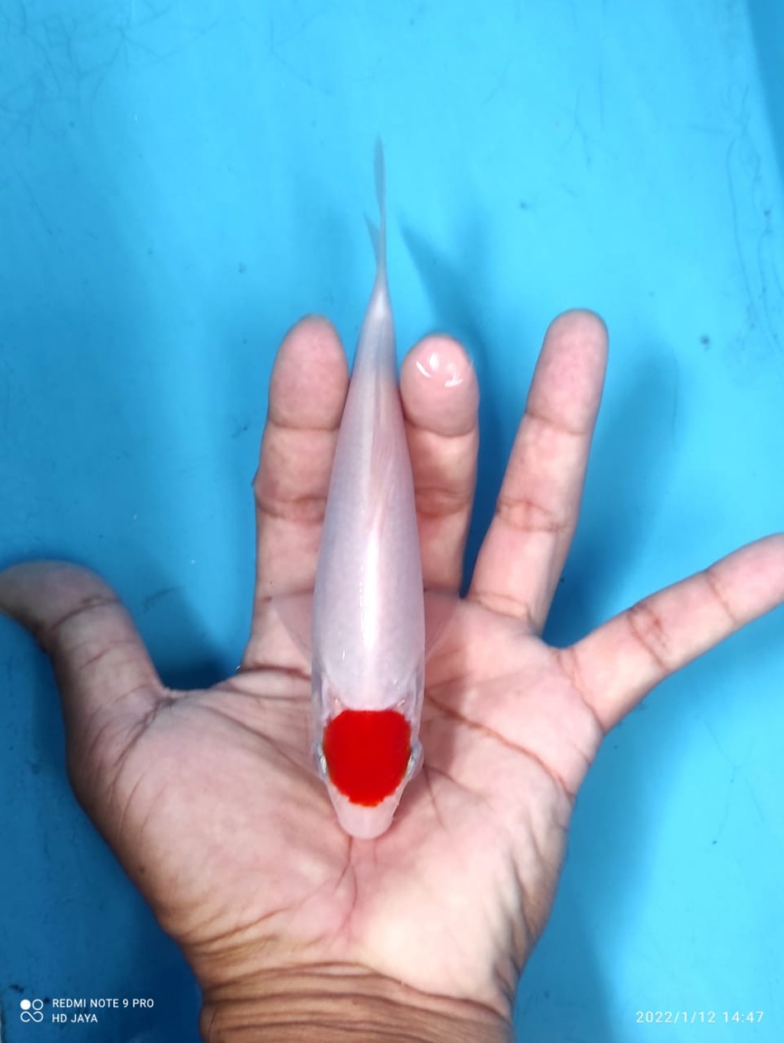 Juara 1