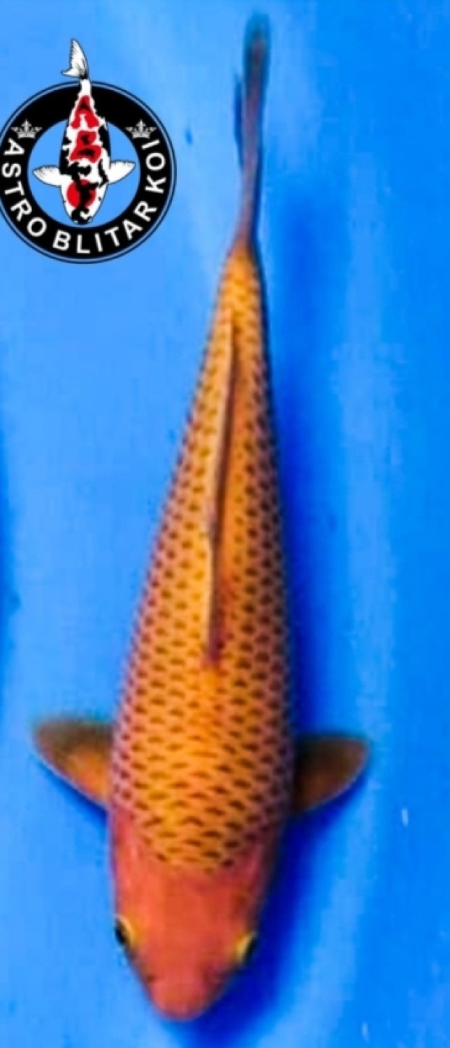 Juara 2