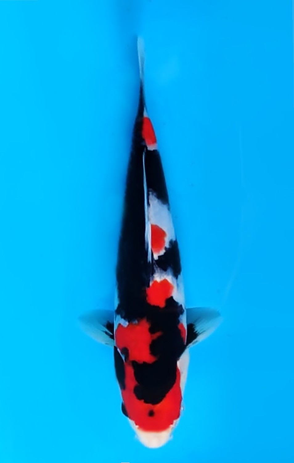 Juara 1