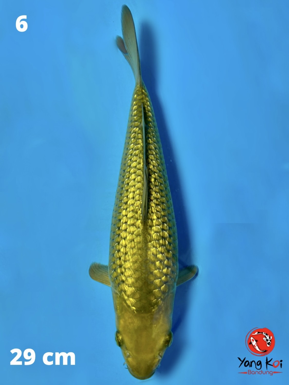 Juara 4