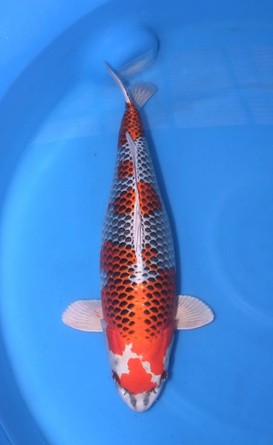 Juara 2