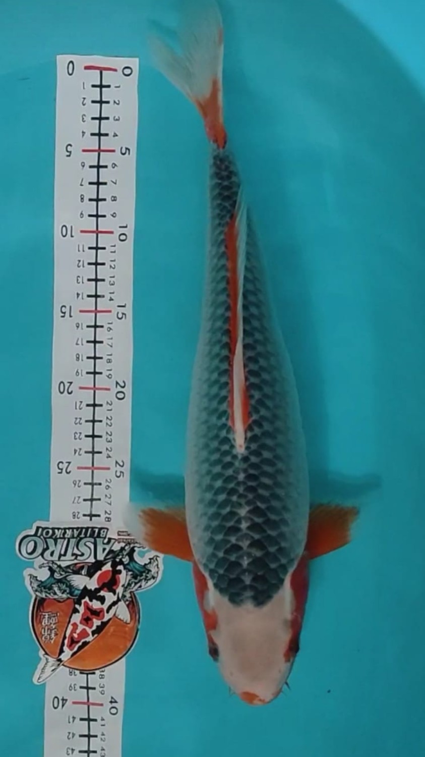 Juara 1