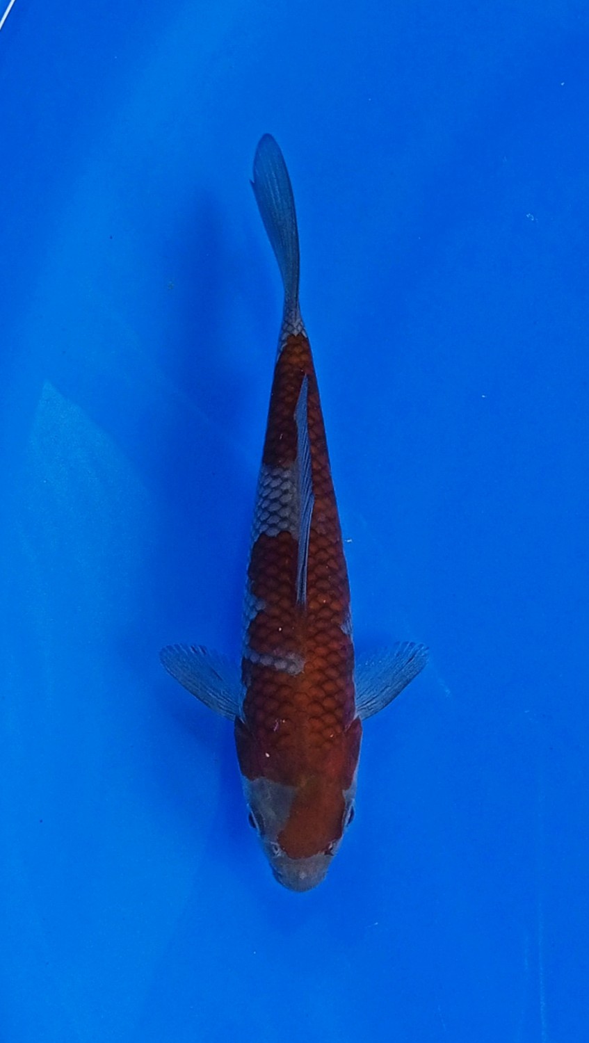 Juara 1