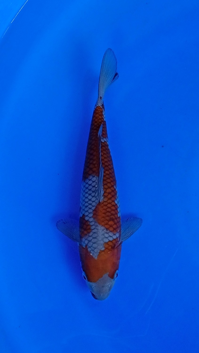 Best In Size B 21-25 Cm