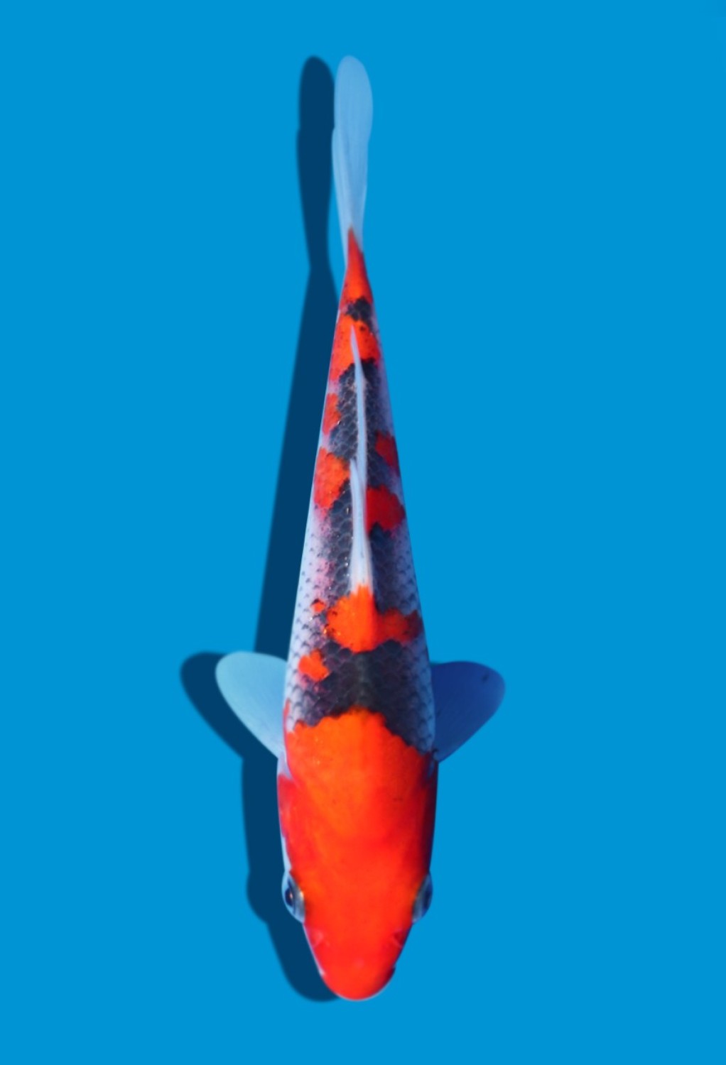 Juara 1
