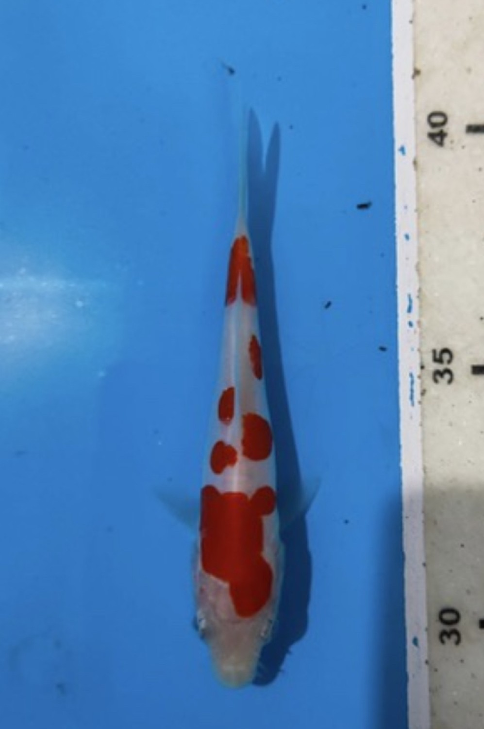 Juara 5