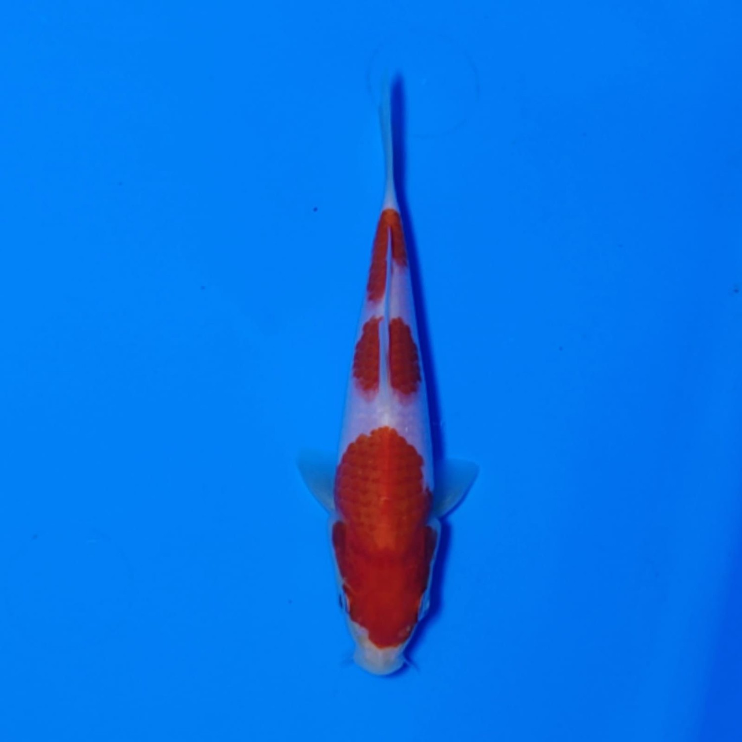 Juara 1