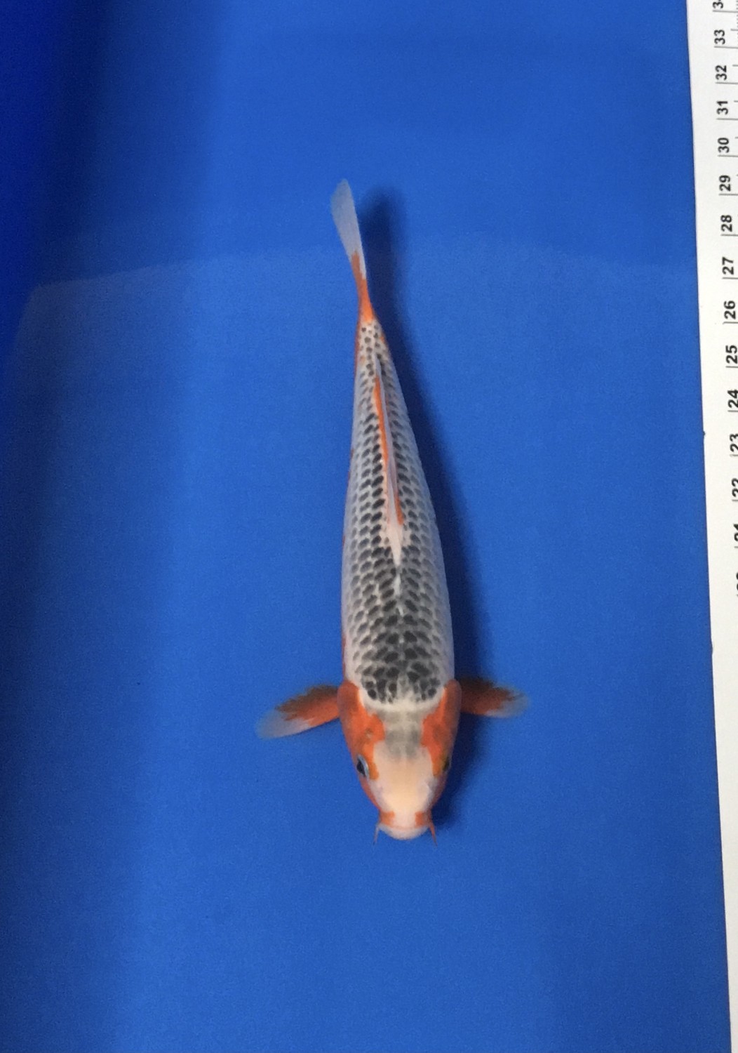 Juara 4