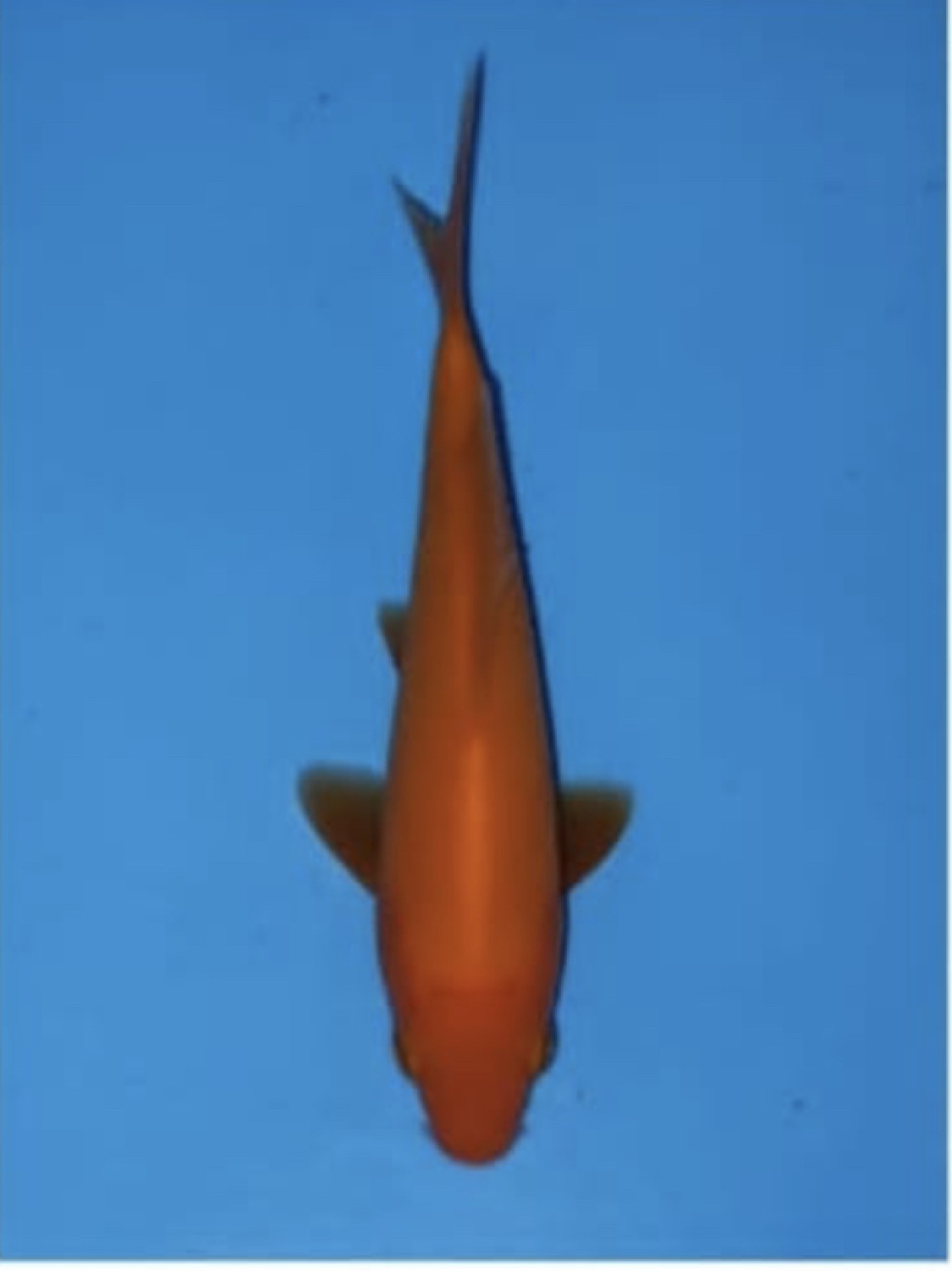 Juara 5