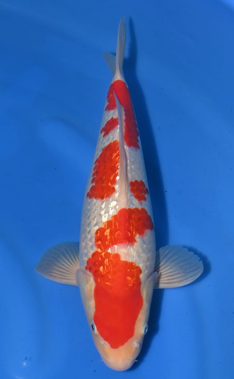 Juara 2