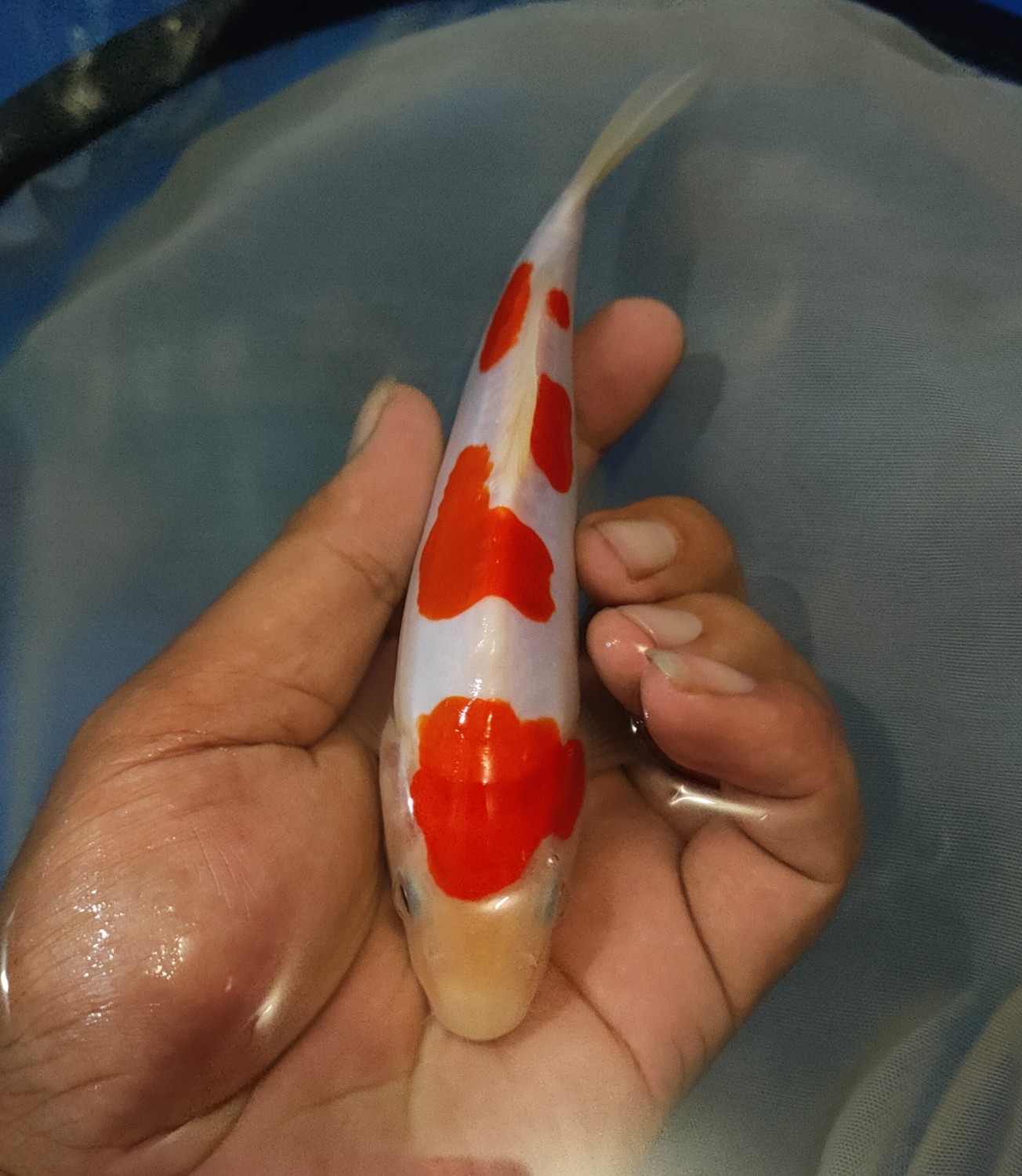 Juara 5