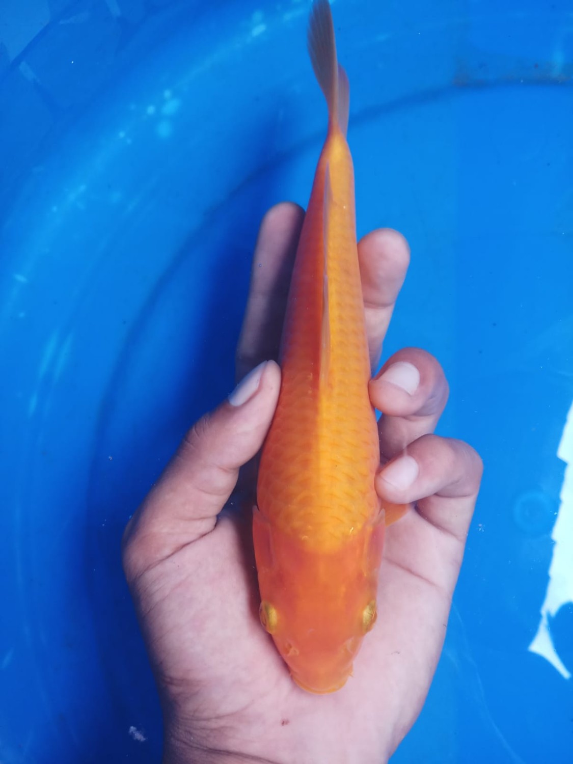 Juara 2