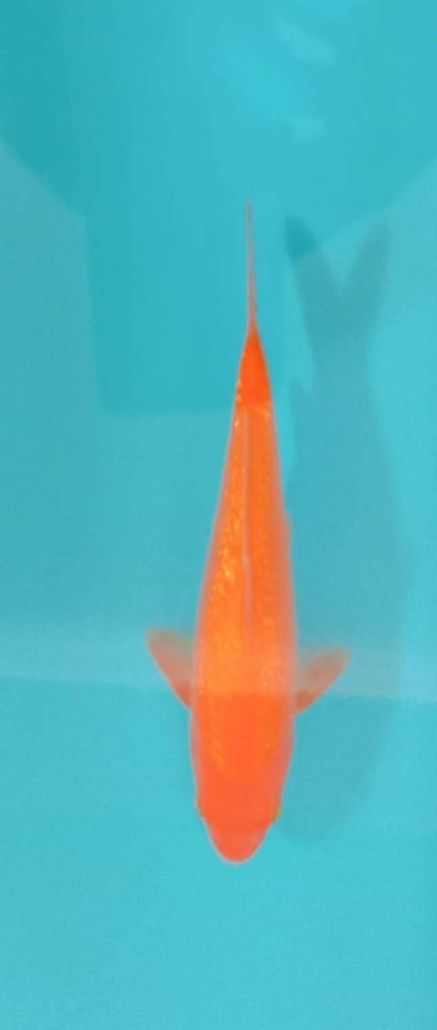 Juara 3