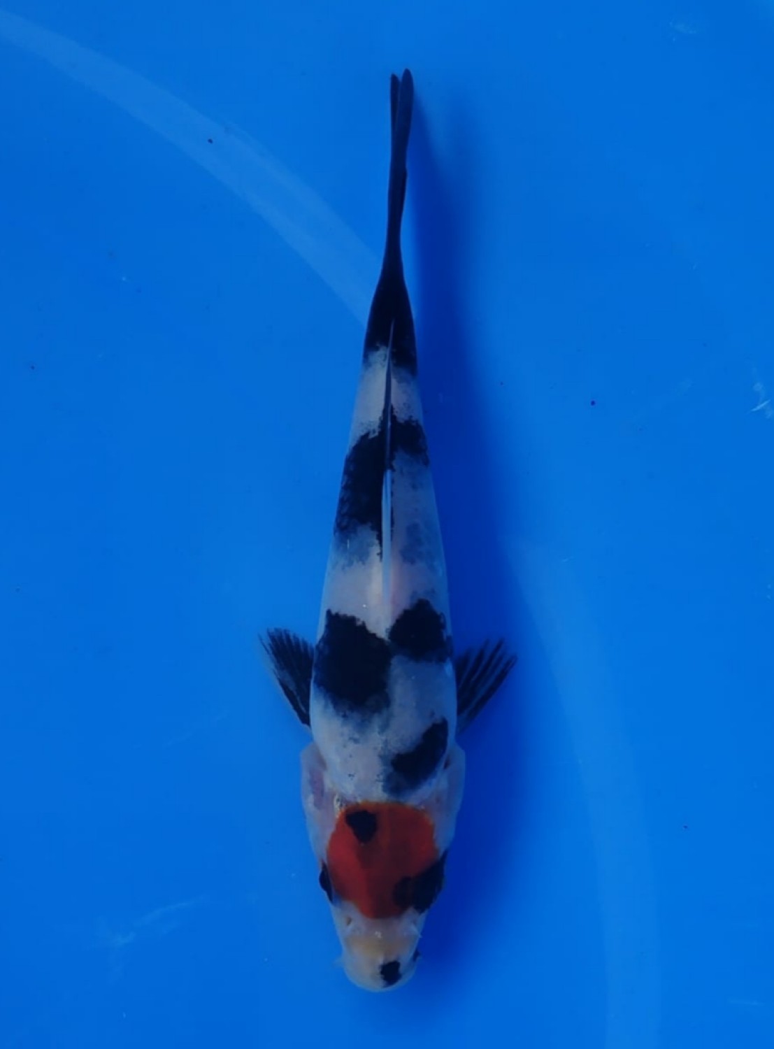 Juara 4