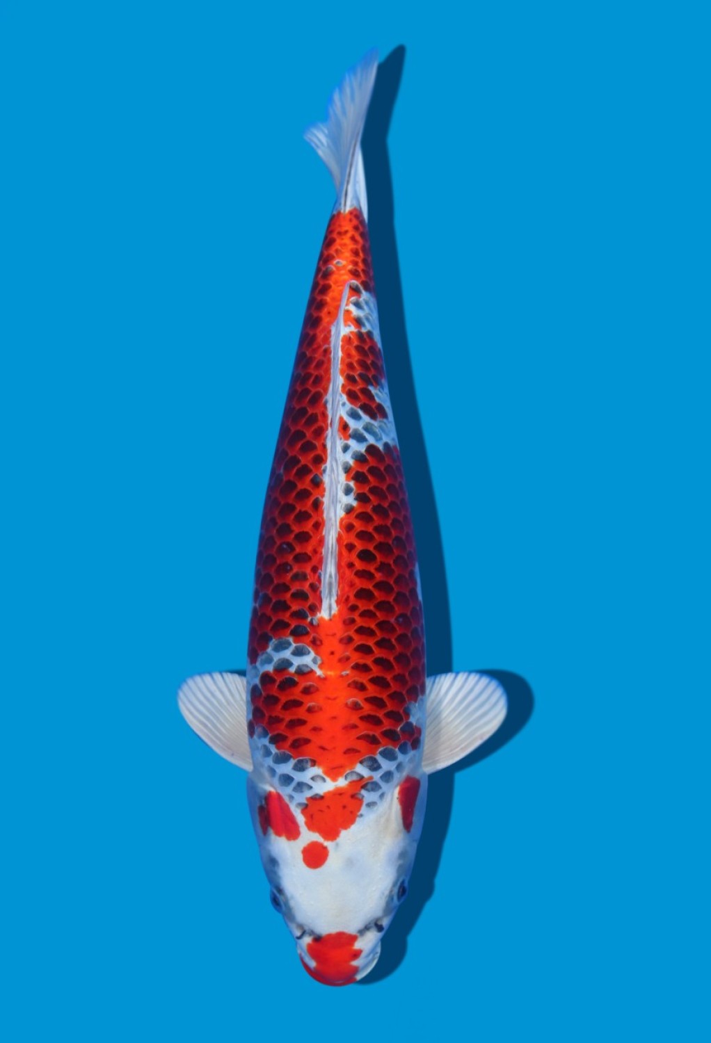Juara 1