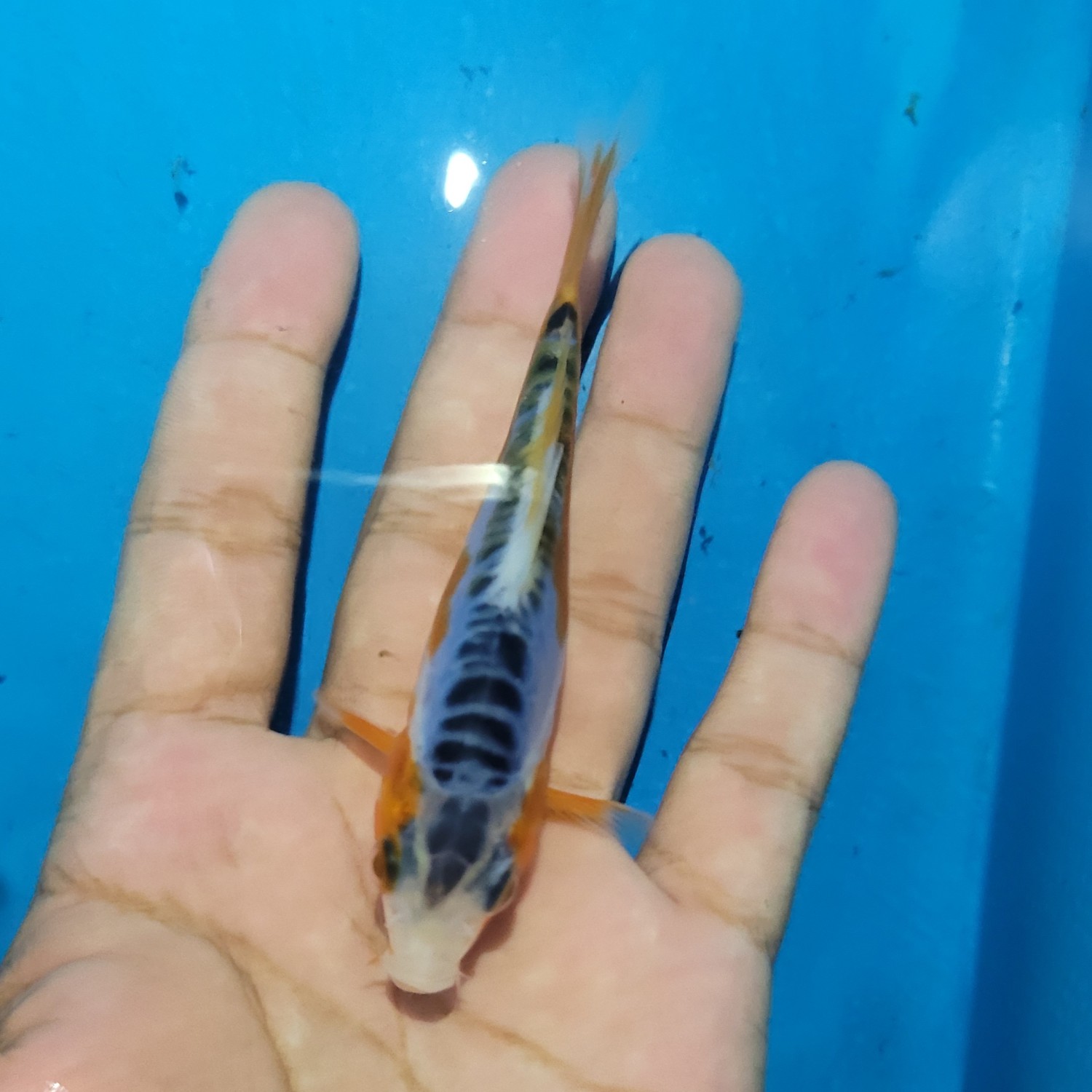 Juara 4