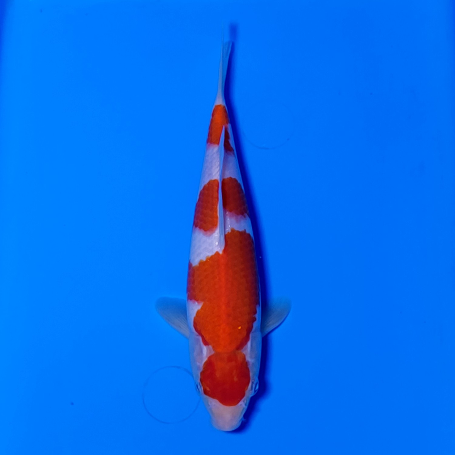 Juara 1