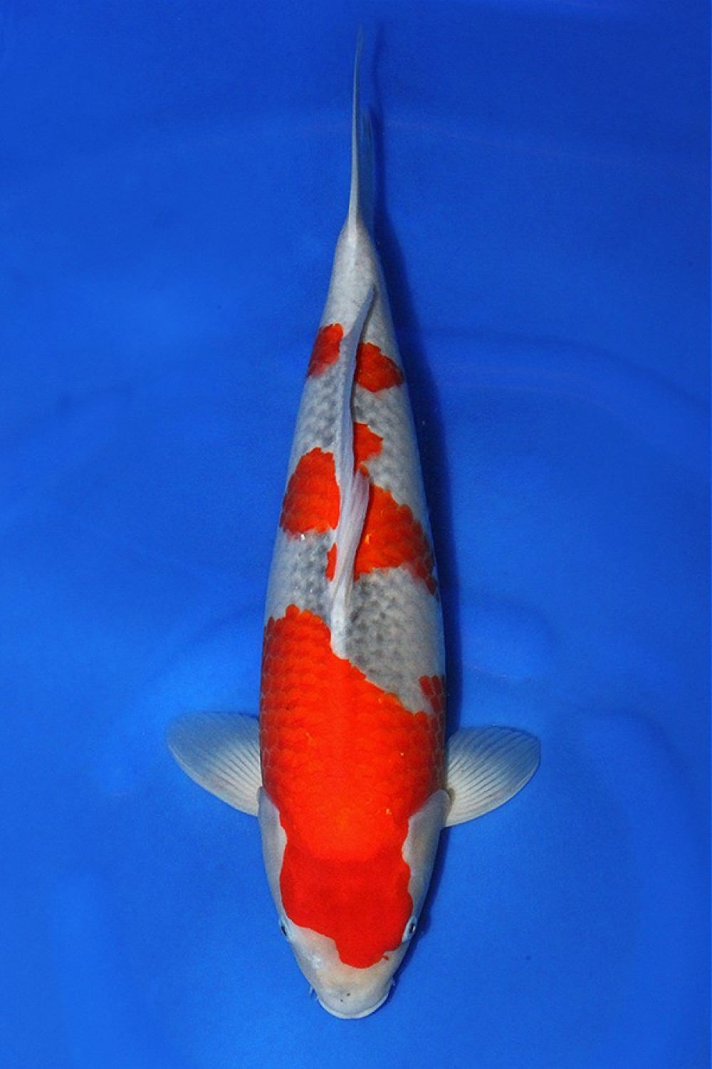 Juara 1