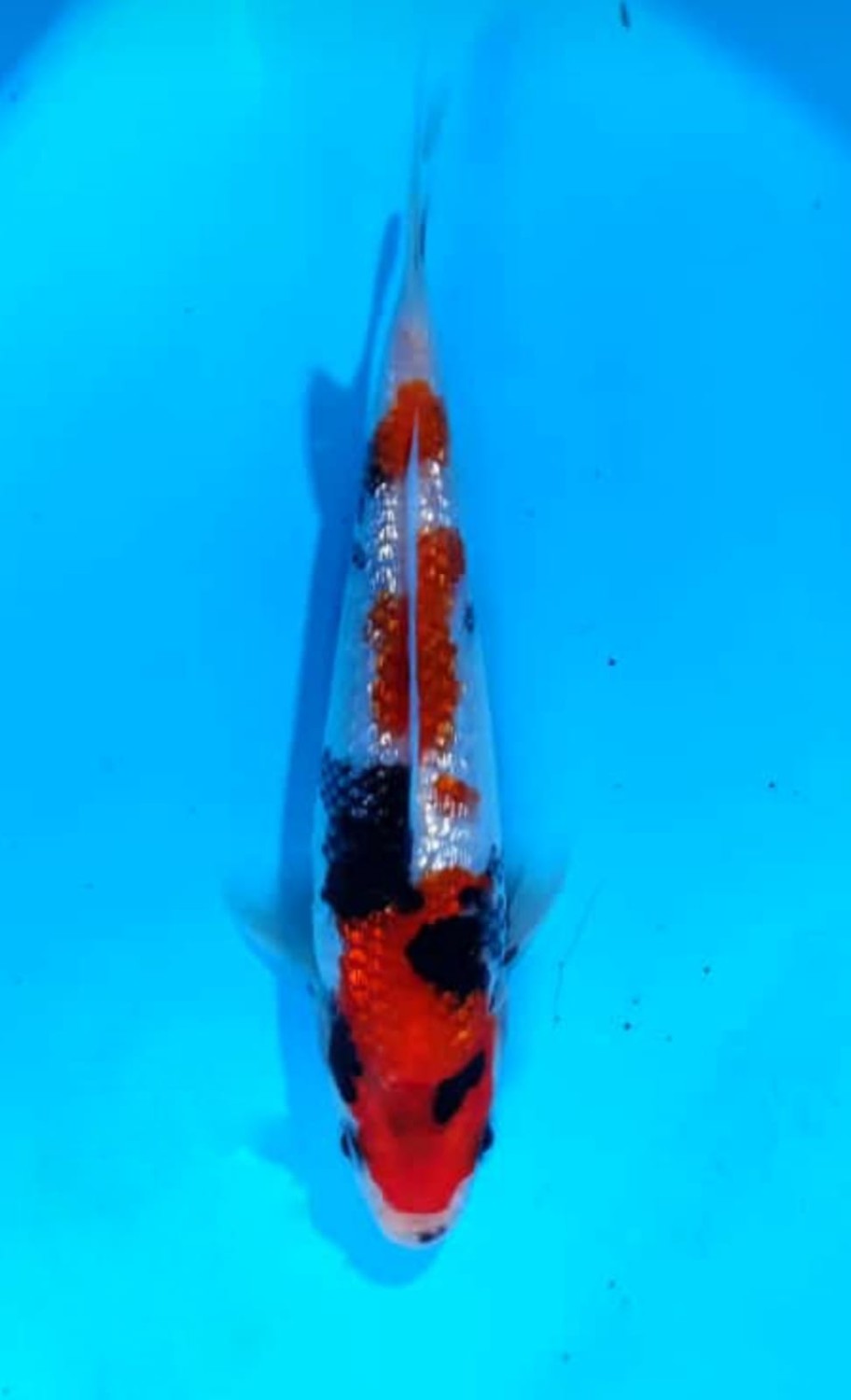 Juara 3
