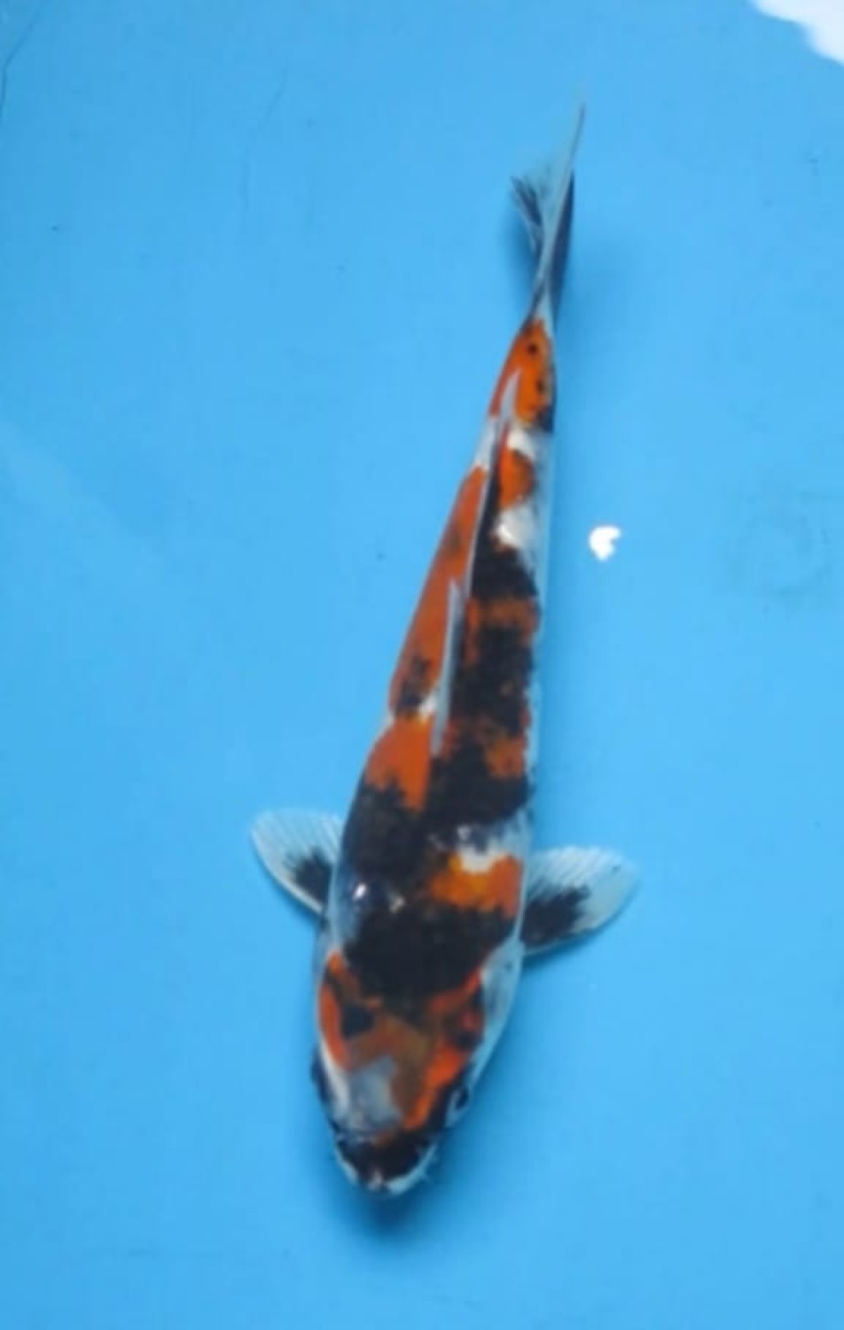 Juara 2