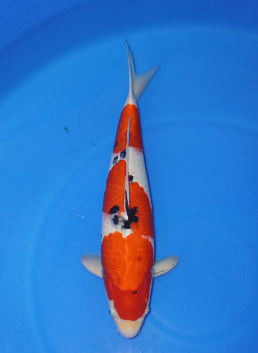 Juara 1