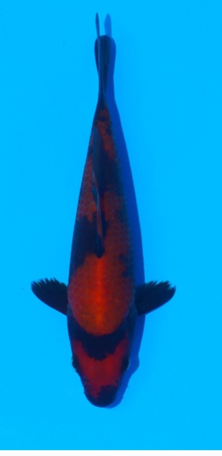 Best In Size D 13-15 Cm