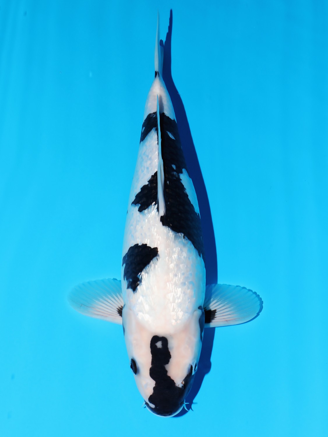 Juara 1