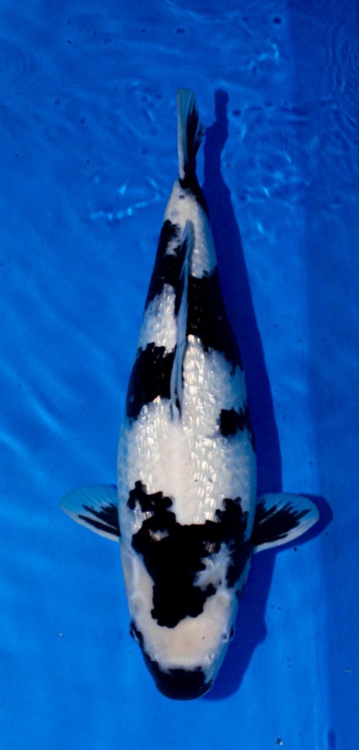 Juara 1
