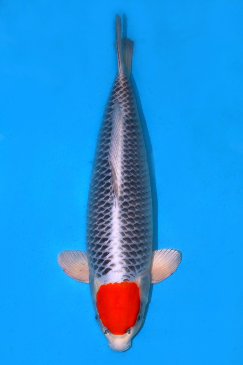 Juara 1