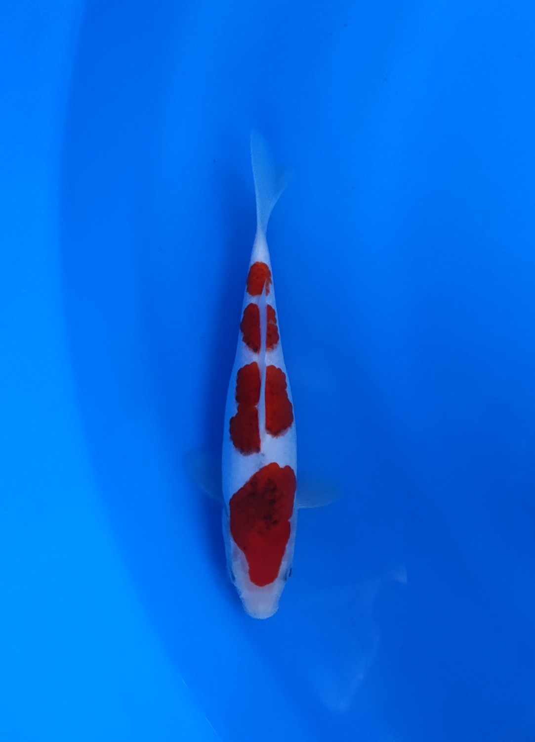 Juara 1