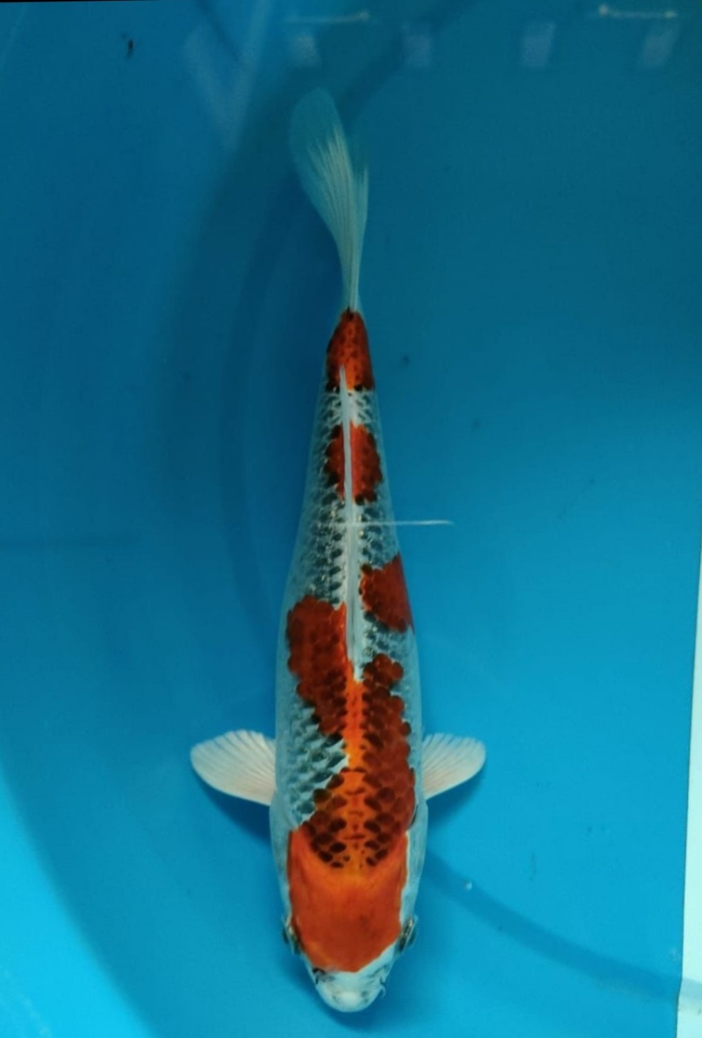 Juara 2