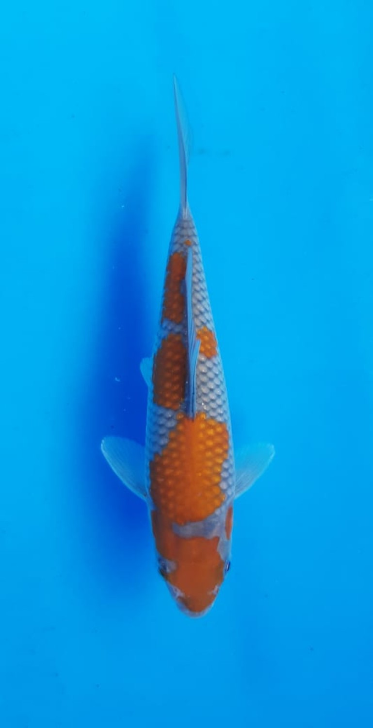 Juara 3