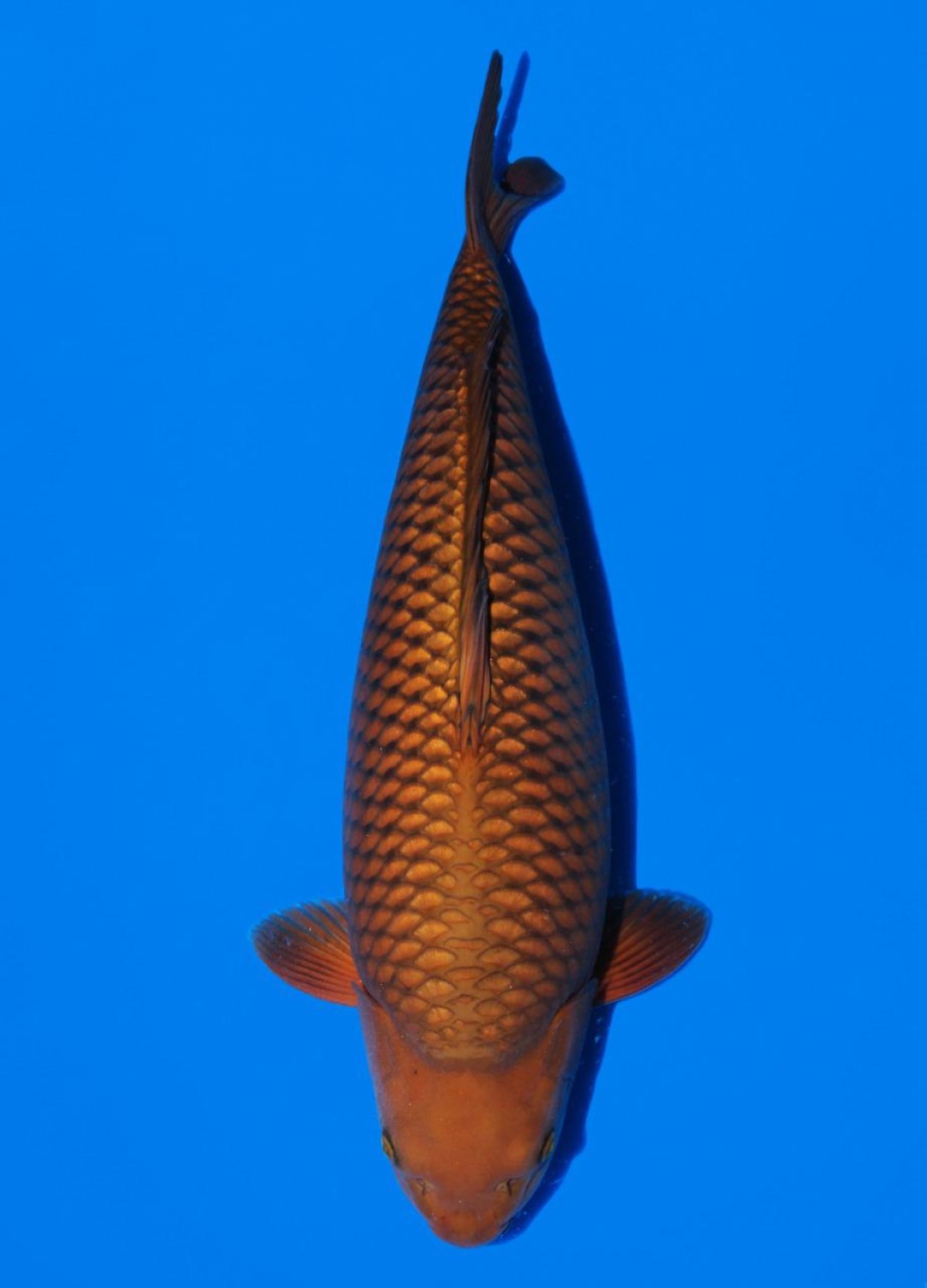 Juara 1