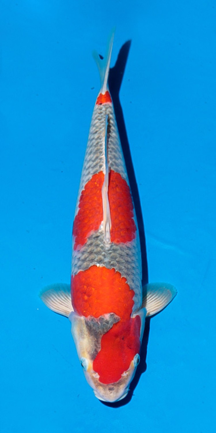 Juara 1