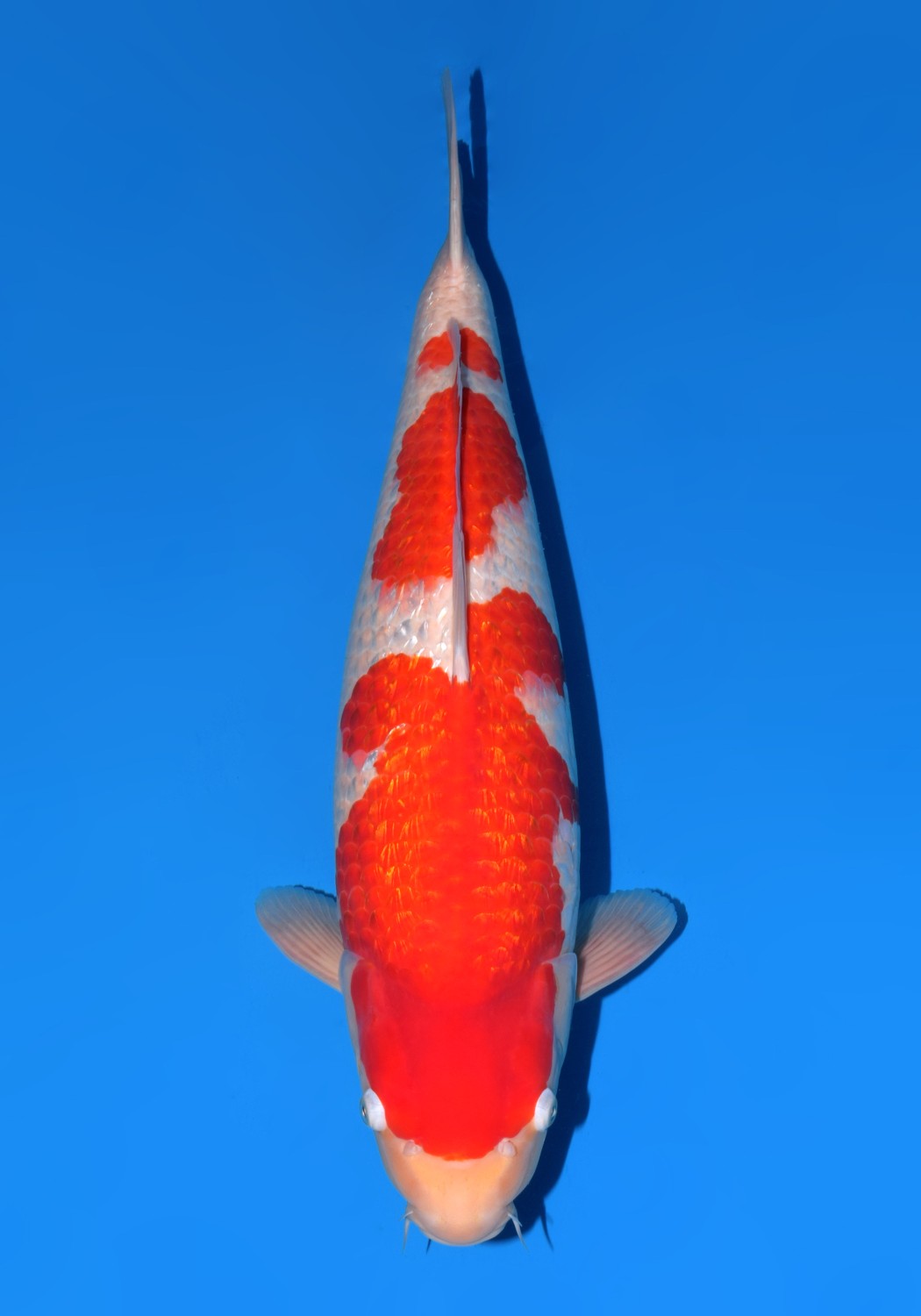 Juara 1