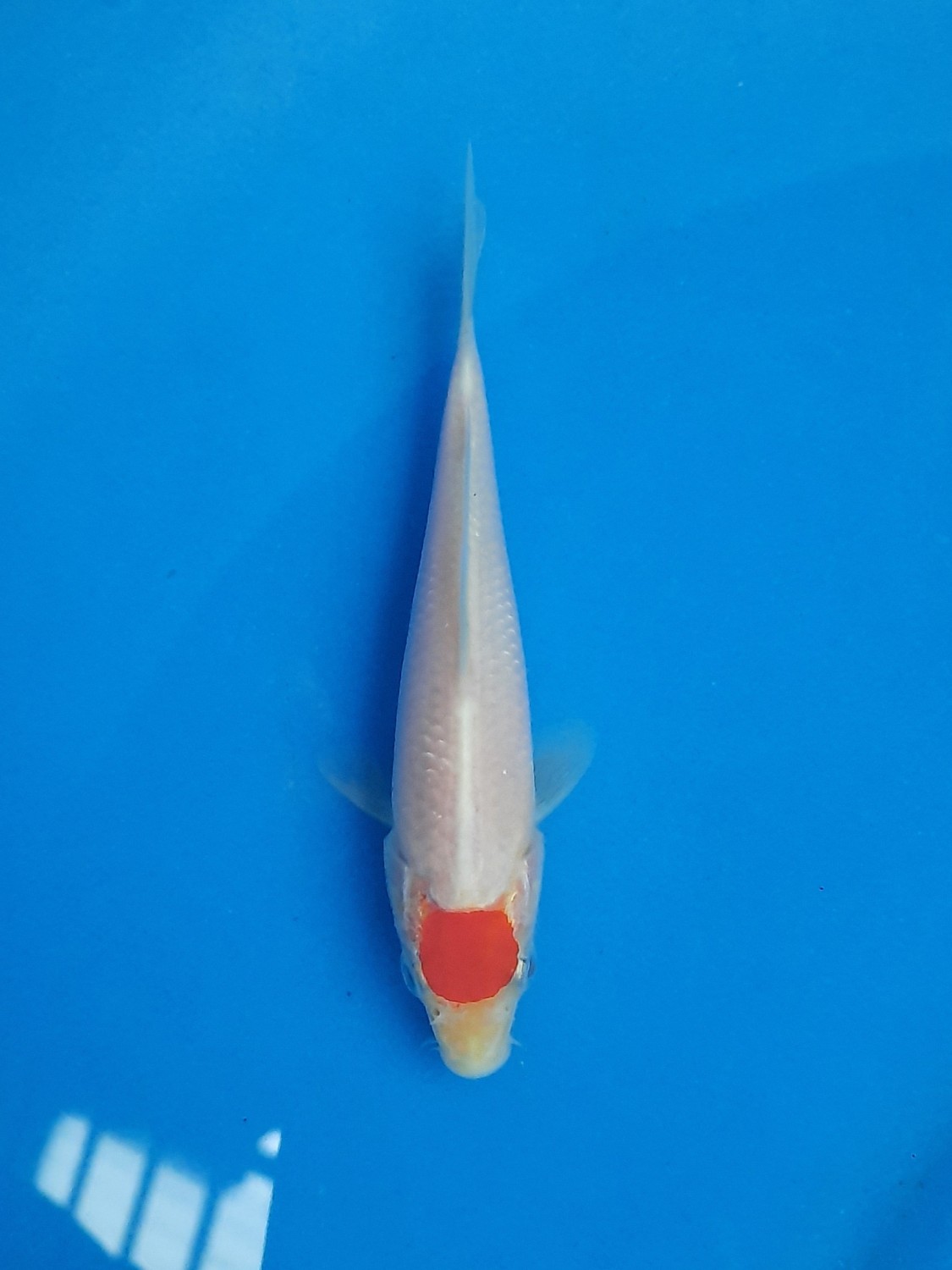 Juara 2
