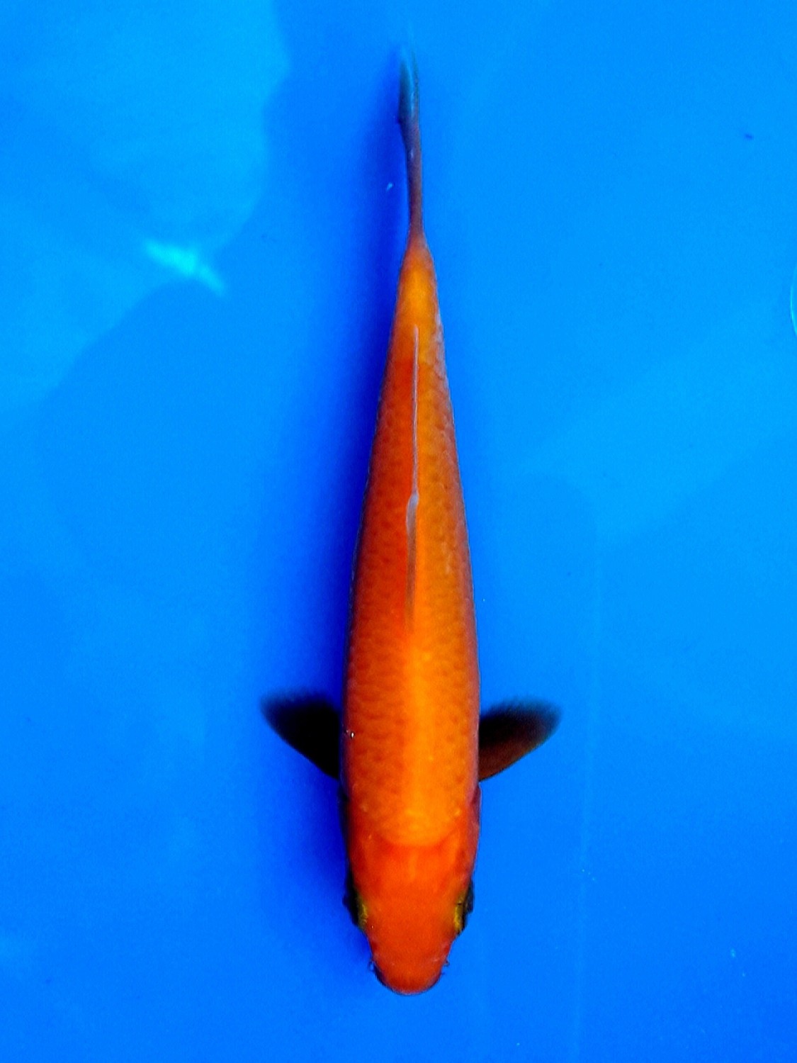 Juara 2