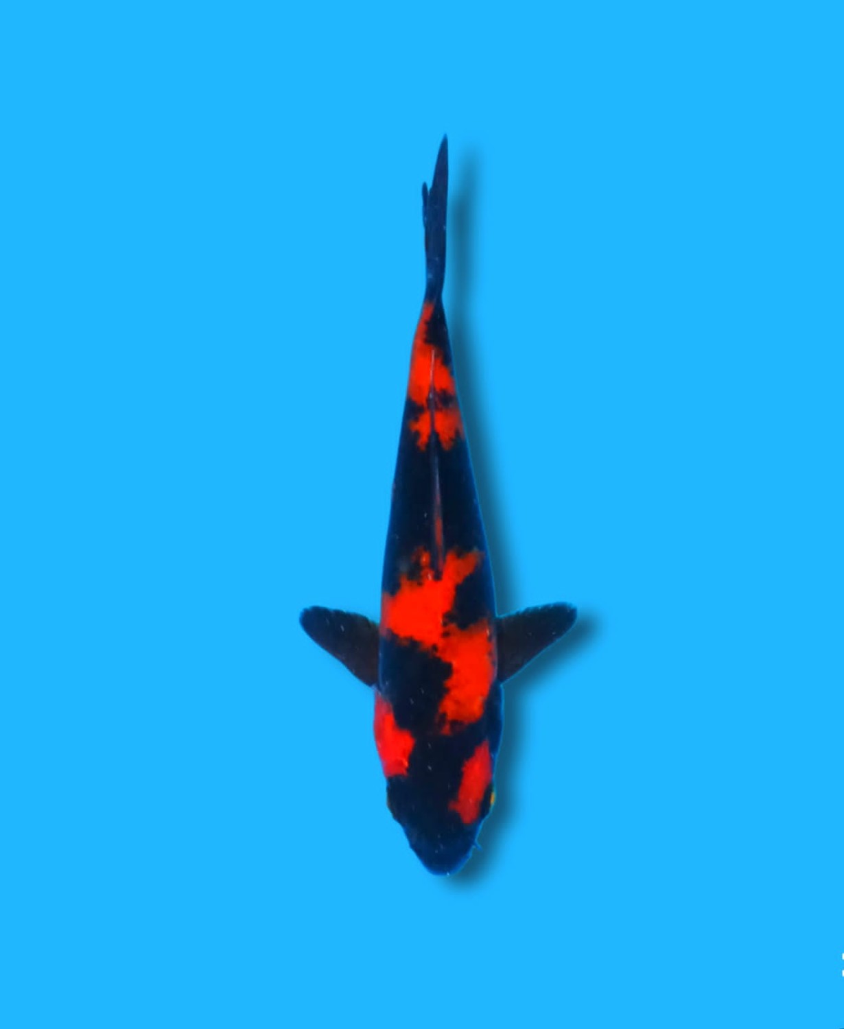 Best In Size D Up 12 cm
