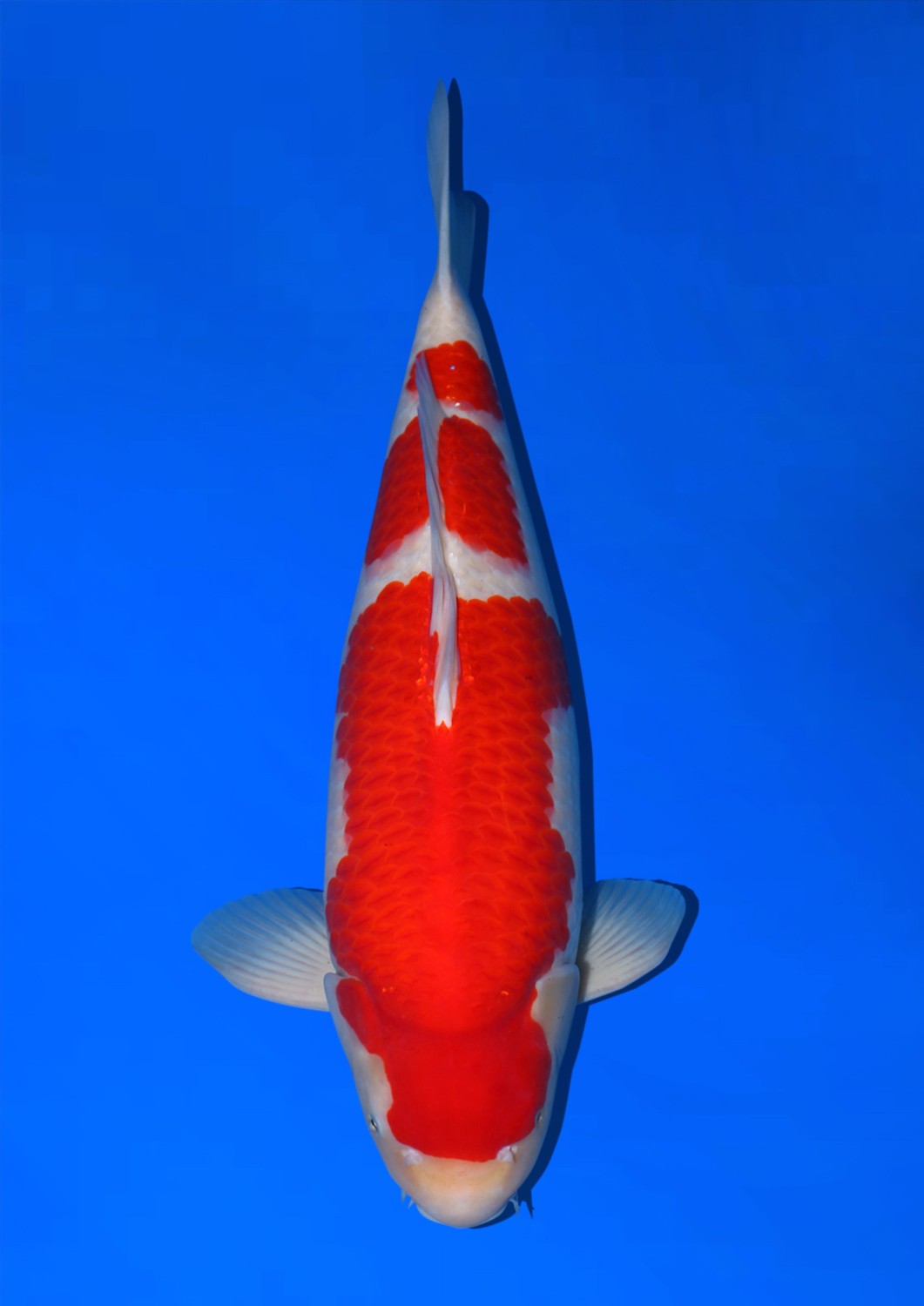 Juara 1