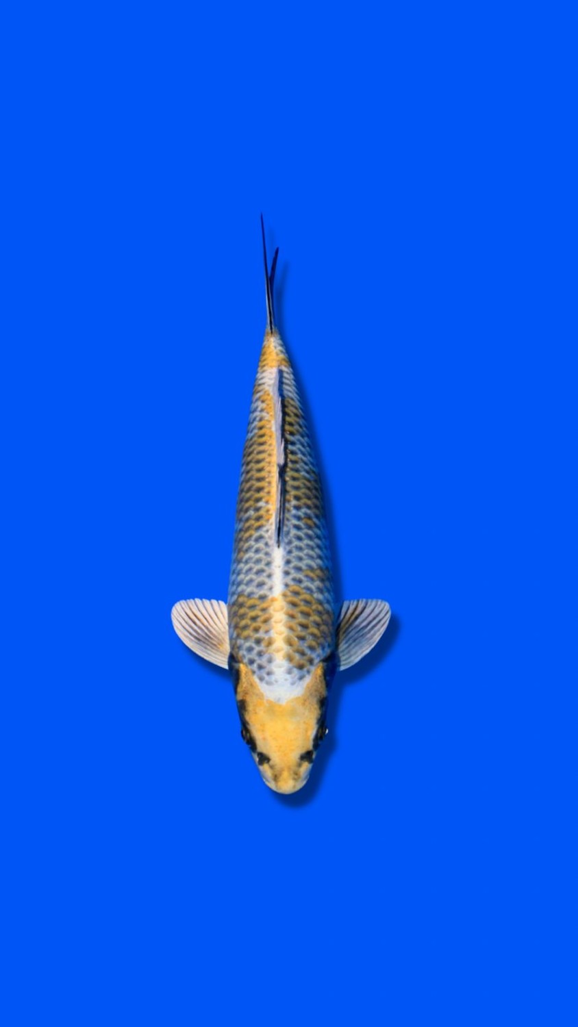 Juara 2