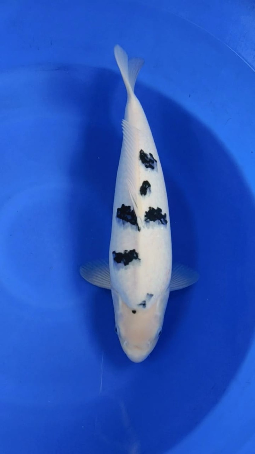 Juara 1
