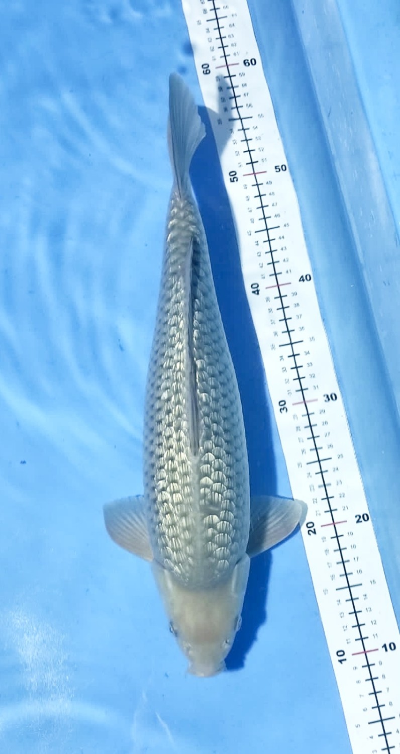 Best In Size E 41-45 Cm