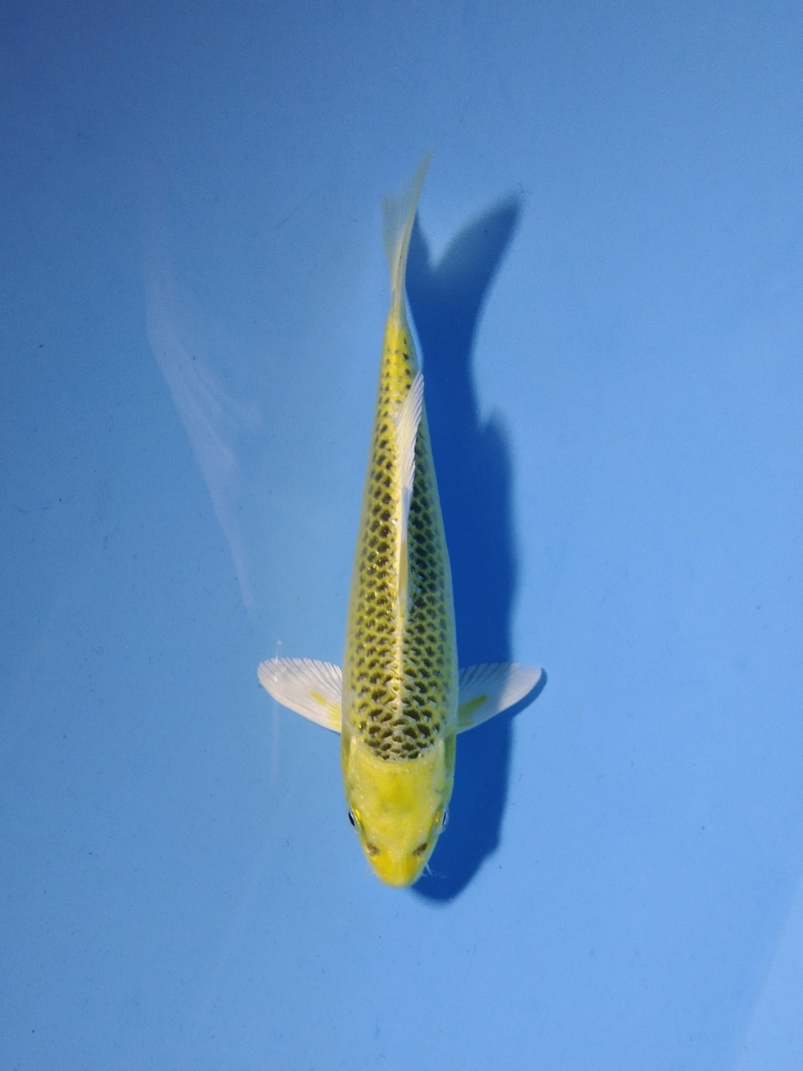 Juara 5