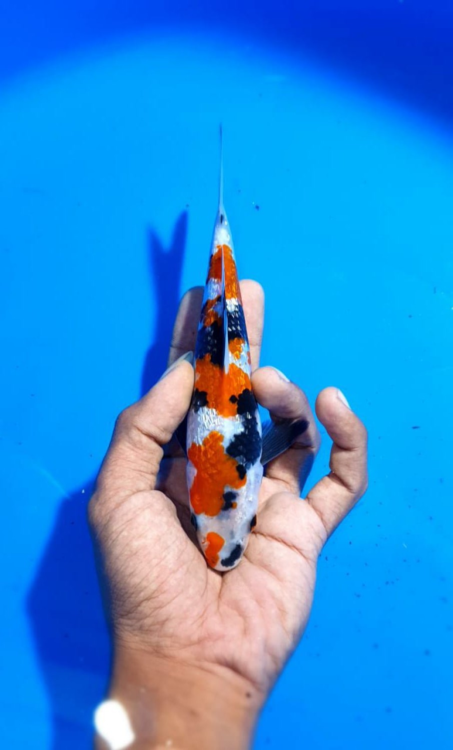 Juara 2