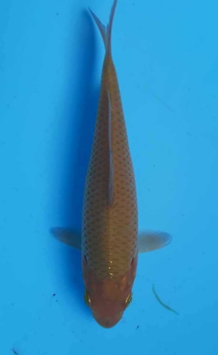 Juara 1