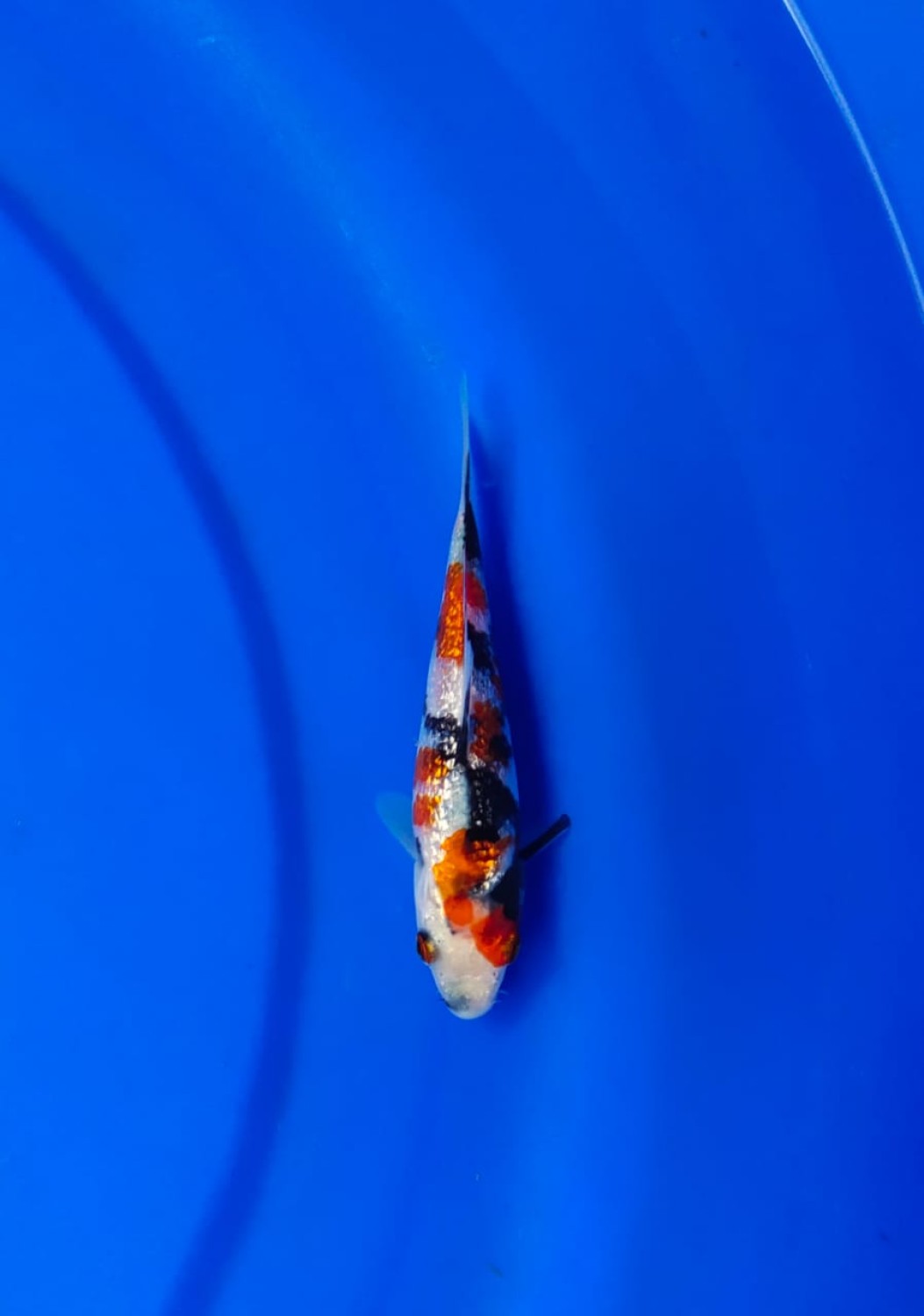 Best In Size B Up 12 cm