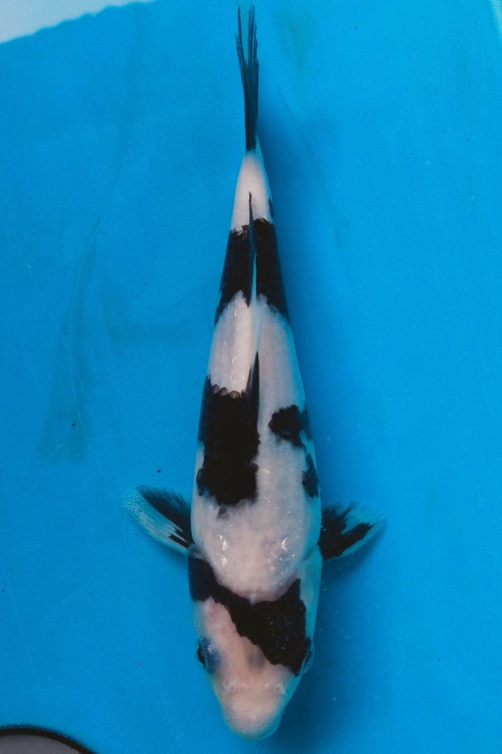 Juara 1