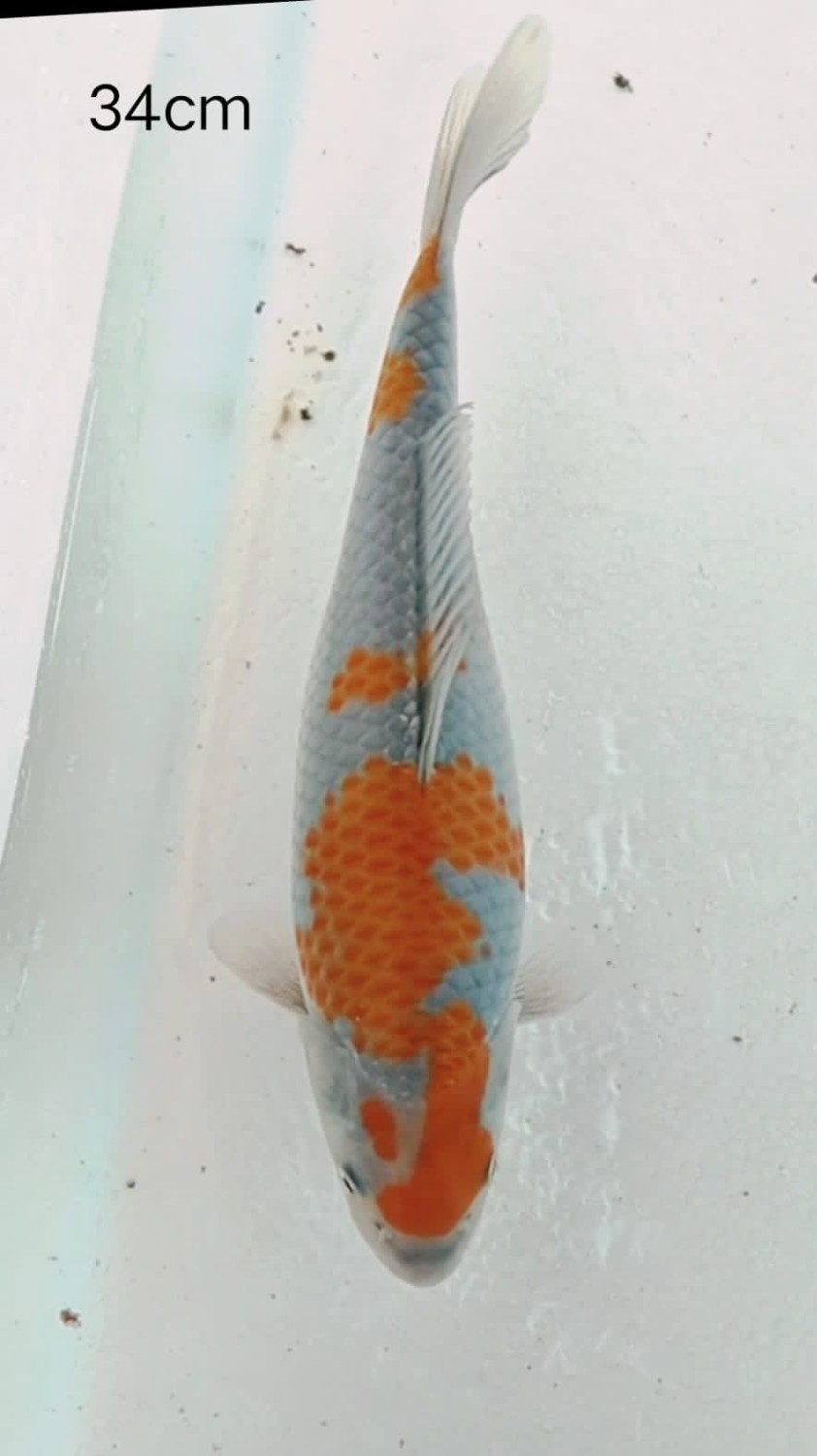 Juara 4